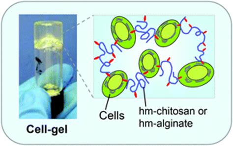 Reversible Gelation Of Cells Using Self Assembling Hydrophobically