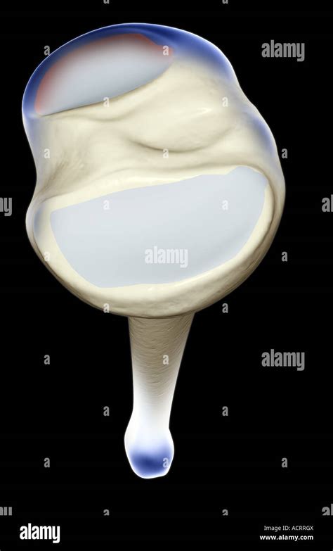 Lateral Condyle Of Tibia Hi Res Stock Photography And Images Alamy