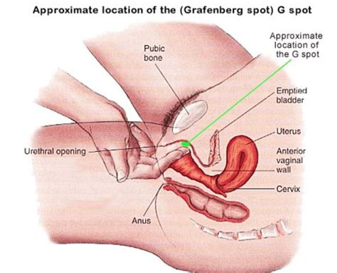 Tipos De Esquema Porn Sex Picture