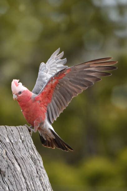 280+ Bird Galah Bird Parrot Flying Stock Photos, Pictures & Royalty ...