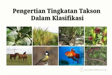 Pengertian Tingkatan Takson Klasifikasi Hewan Dan Tumbuhan Hackac