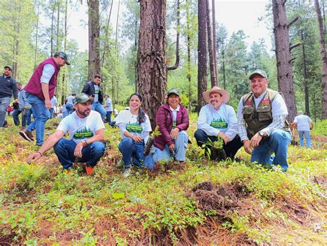 Arranca Plantaci N De Mil Rboles En Rea Protegida De Los Azufres