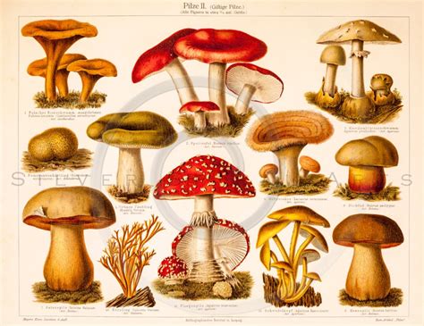 Vintage Mushroom Printable Illustration S Antique Mushrooms Art