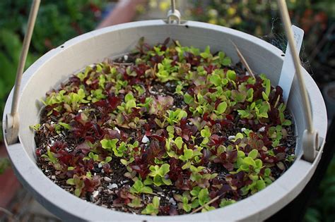 Du Mesclun Dans Son Jardin Potager Au Balcon