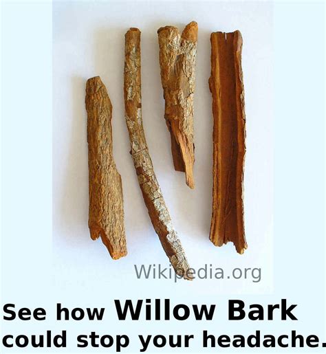 White Willow Bark Int