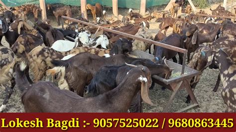 Sirohi Female Ka Lot Badi Bakri Aur Choti Patiya For Sale Jai