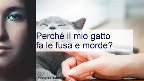 Perché il gatto fa le fusa e morde YouTube