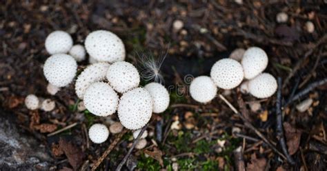 Lycoperdon Perlatum Or Common Puffball On A Dark Background White