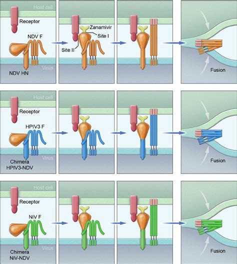 Schematic Representation Of Fusion Activation By NDV Site II See