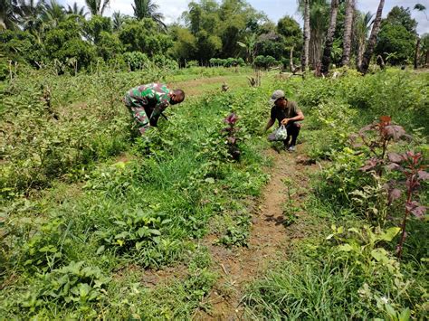 Terus Lakukan Pendampingan Pada Para Petani Peran Babinsa Sangat Penting