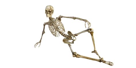 Funny Skeleton Body