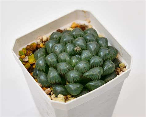 Haworthia Cooperi Ice Lantern Rare Succulent And Best T Etsy
