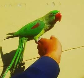 Raw Parrot Price Latest Sale Guide Parrots For Sale