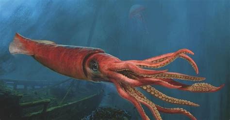 The mythical giant squid and 3 other sea monsters you didn’t know were real | Pulse Nigeria