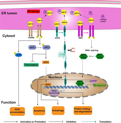 GRP78 In UPR And Stress Response During ER Stress When Misfolded