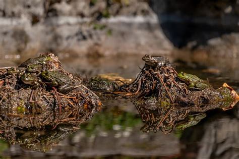 One Pool Frog Is Swimming In The Vegetation Area Pelophylax Lessonae