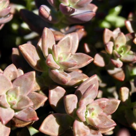 Graptosedum Vera Higgins