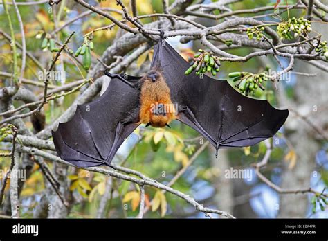 Seychelles Flying Fox Seychelles Fruit Bat Pteropus Seychellensis