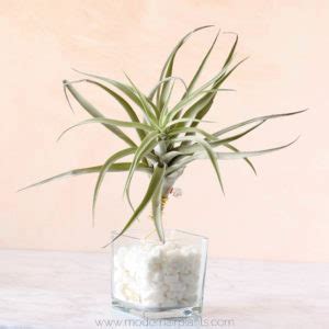 Easy Air Plant Gift Ideas Perfect For Every Occassion