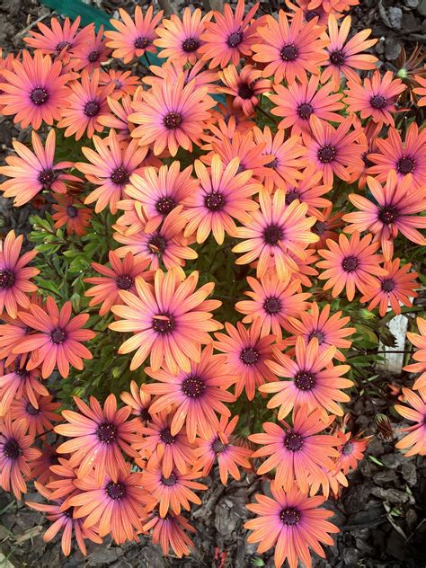 Osteospermum Serenity™ Bronze African Daisy 6 Pot Hello Hello Plants