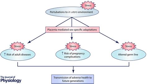 Stress Pregnancyprenatal Stress The Journal Of Physiology