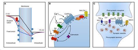 Summary Of Important Neuronal Targets Of Extracellular Calcium A Download Scientific