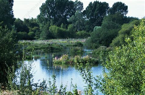 Wetland habitat - Stock Image - E540/0239 - Science Photo Library