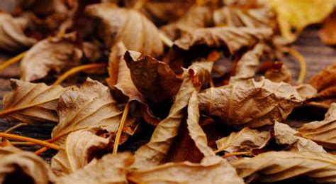 Voici Comment Recycler Les Feuilles Mortes En Compost Pour Le Jardin