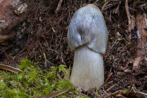 BoGi-Photo© - Micologia e Fotografia
