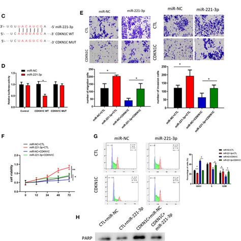 Mir P Regulates Aml Cell Cycle Proliferation And Invasion A