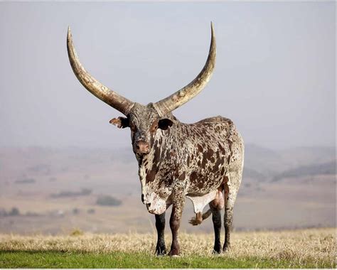 Ankole Watusi Cows Breed Profile History Behavior And More