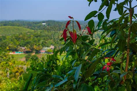 Mirissa Hills Cinnamon Plantation at Sri Lanka Stock Photo - Image of ...