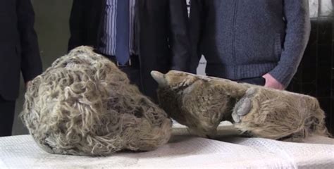 Russian Hunters Discover Year Old Frozen Woolly Rhino In River