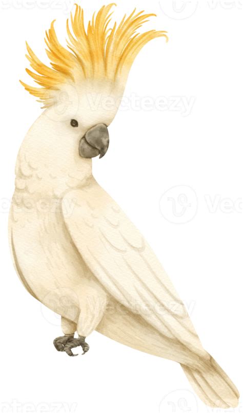 Watercolor Sulphur Crested Cockatoo Bird Illustration Png