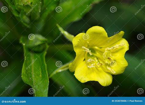 Common Evening Primrose Oenothera Biennis Stock Photo Image Of