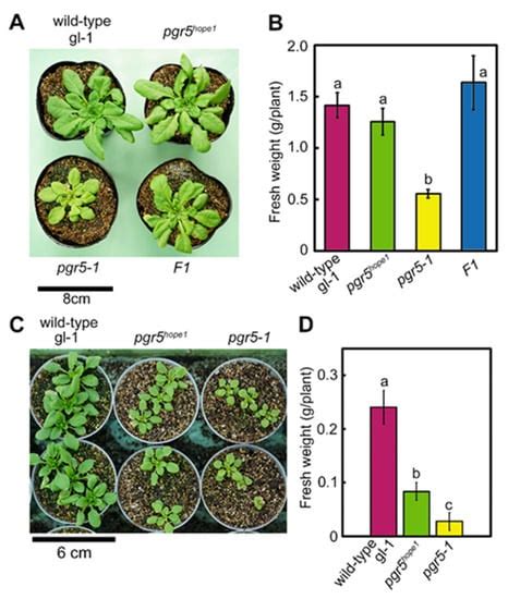 Cells Free Full Text Identification Of A Novel Mutation Exacerbated