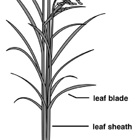 Schematic Representation Of Mature Rice Plant Download Scientific Diagram