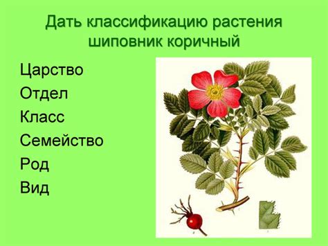 Презентация "Классификация растений"