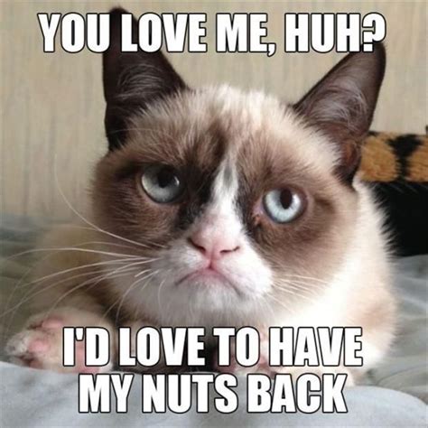 Best Of Grumpy Cat Pics Grumpy Cat Meme Grumpy Cat Quotes