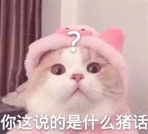 撒娇专用的猫咪表情包猫咪撒娇表情包新浪新闻