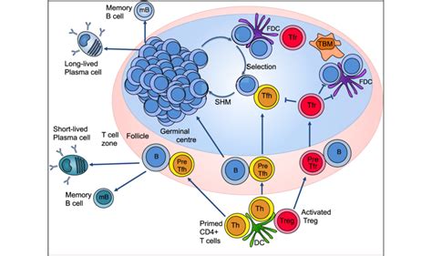 Pathways To Antibody Production The Germinal Centre GC Is Initiated