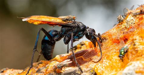 The 10 Largest Wasps In The World Imp World