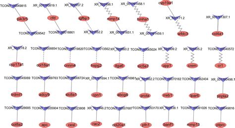 Frontiers Integrated Lncrna And Mrna Transcriptome Analyses In The