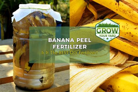 Banana Peel Fertilizer Is It The Best Diy Fertilizer Grow Your Yard