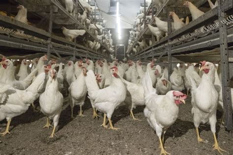 Kazakhstan poultry farms cull massive number of hens - Poultry World