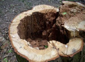 How To Rot A Tree Stump Correctly