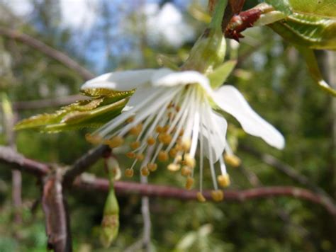 Prunus Serrula Birch Bark Cherry Paperbark Cherry Tibetan Cherry