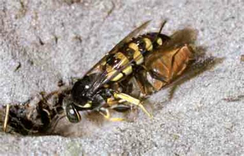 Stictia Carolina Female Taking A Horse Fly Tabanidae Into Her Nest