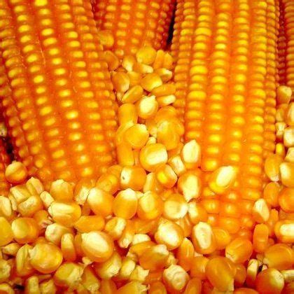 Buy Grade Non Gmo White And Yellow Corn Maize From Jaruwan Tanzania