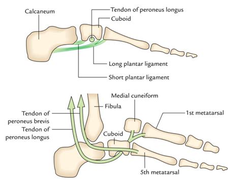 Arches of the Foot – Earth's Lab